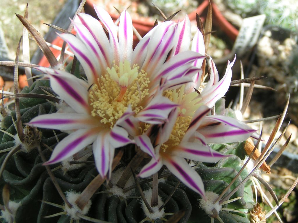 Stenocactus lamellosus